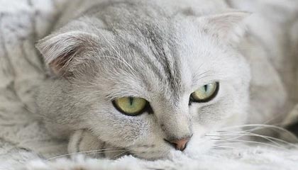 开云体育登录-世界田径大赛中国队再获佳绩，世界田径大赛中国队再获佳绩是什么